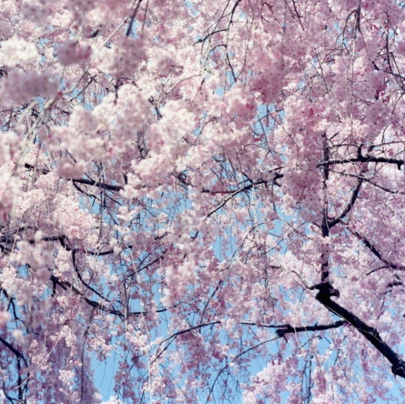 Ohne Titel, aus „Illuminance“ Rinko Kawauchi, Kirschblüte, Japan, Blumen im Angebot 2