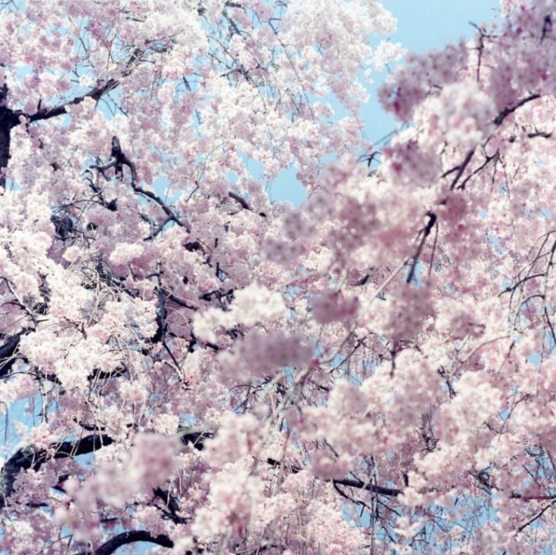 Untitled, from 'Illuminance' – Rinko Kawauchi, Cherry Blossom, Japan,  Flowers