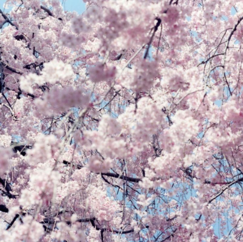 Ohne Titel, aus „Illuminance“ Rinko Kawauchi, Kirschblüte, Japan, Blumen im Angebot 4