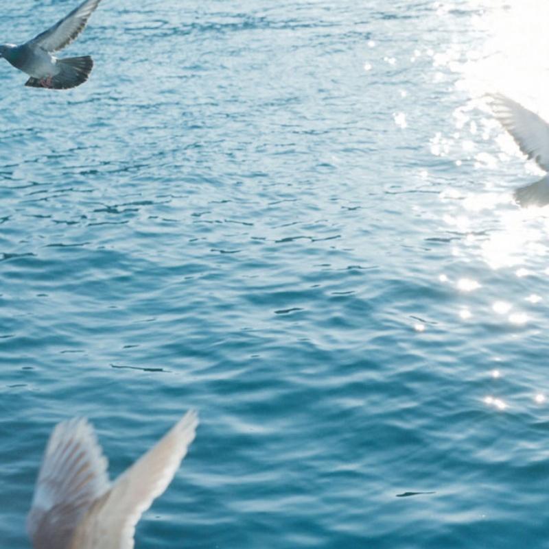 dove over water