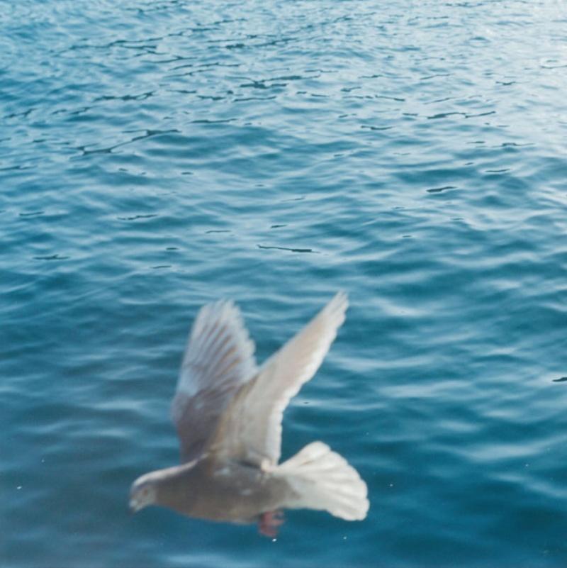 sea doves