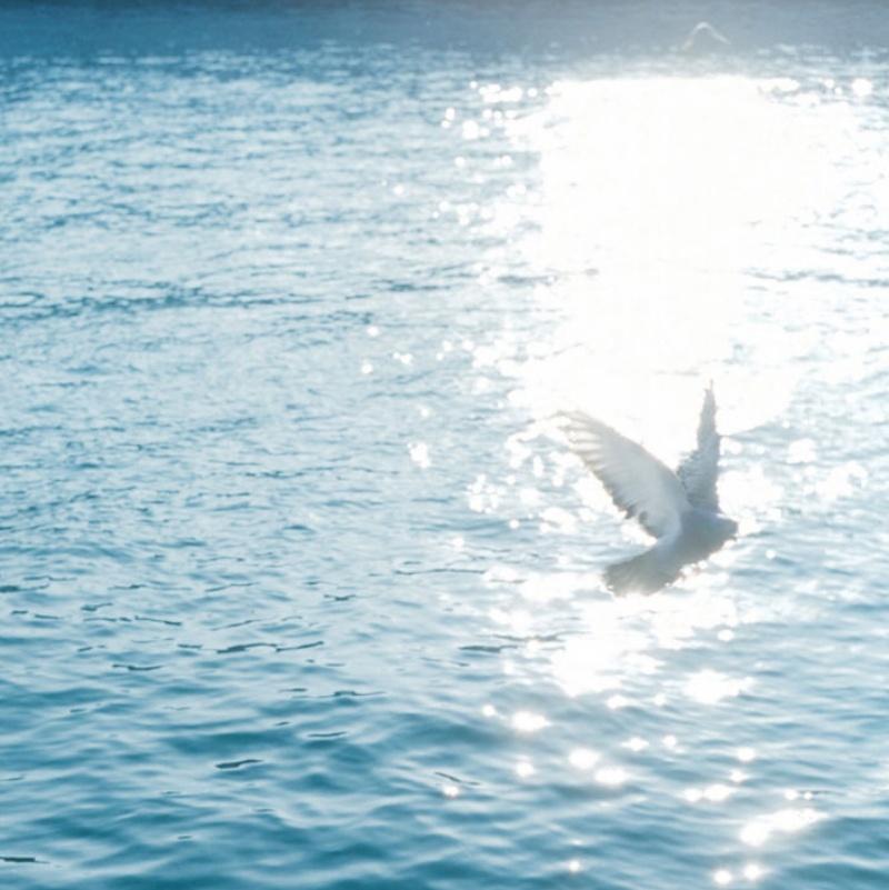 Untitled, from 'Illuminance' – Rinko Kawauchi, Water, Sun, Birds, Doves, Sea For Sale 1