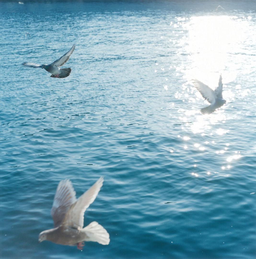 Rinko Kawauchi - Untitled, from ''Illuminance'' – Rinko Kawauchi, Water,  Sun, Birds, Doves, Sea For Sale at 1stDibs