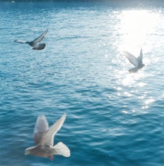 Untitled, from 'Illuminance' – Rinko Kawauchi, Water, Sun, Birds, Doves, Sea