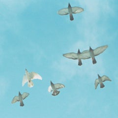 Untitled, from 'the eyes, the ears' – Rinko Kawauchi, Sky, Birds, Flock, Color