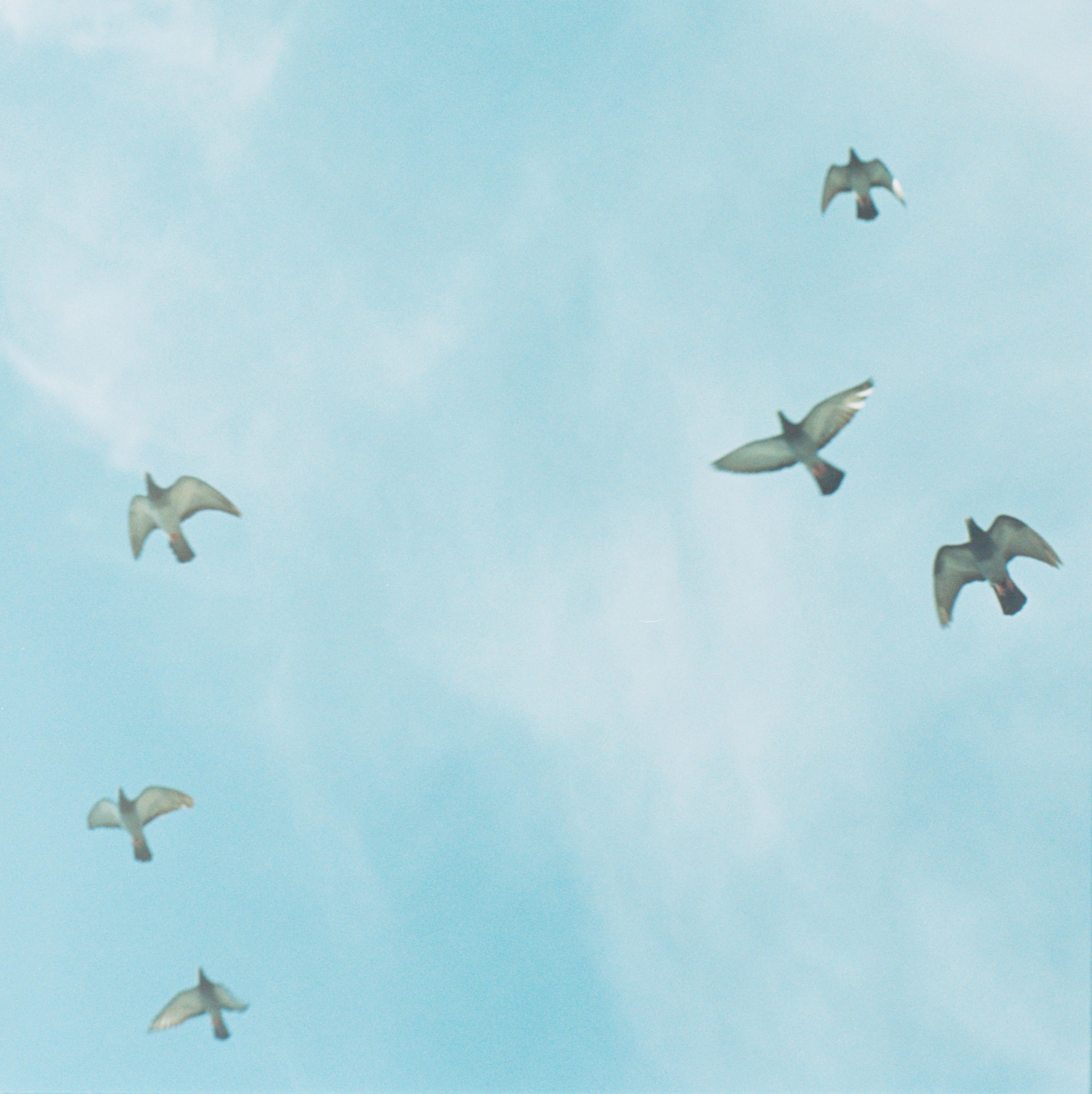 Untitled, from 'the eyes, the ears' – Rinko Kawauchi, Sky, Birds, Flock, Color For Sale 1