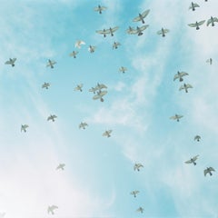Ohne Titel, aus "die Augen, die Ohren" - Rinko Kawauchi, Himmel, Vögel, Schwarm, Farbe