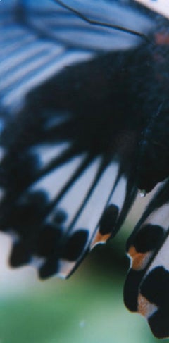 Sans titre, de la série "AILA