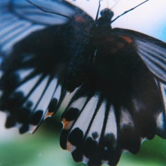 Untitled, from the series 
AILA
