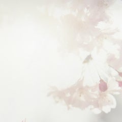 Untitled, from the series "Approaching Whiteness" – Rinko Kawauchi, Landscape