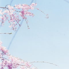 Senza titolo, dalla serie "Approaching Whiteness" - Rinko Kawauchi, Paesaggio