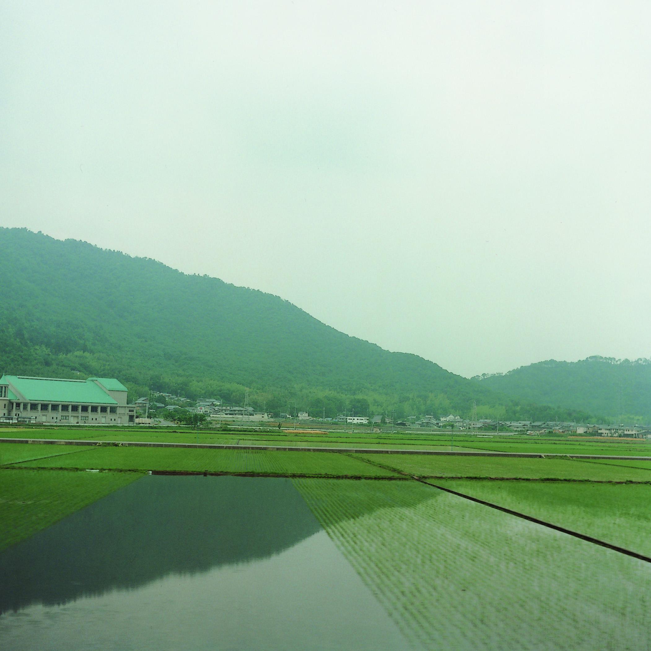 Untitled, from the series 
Cui Cui
