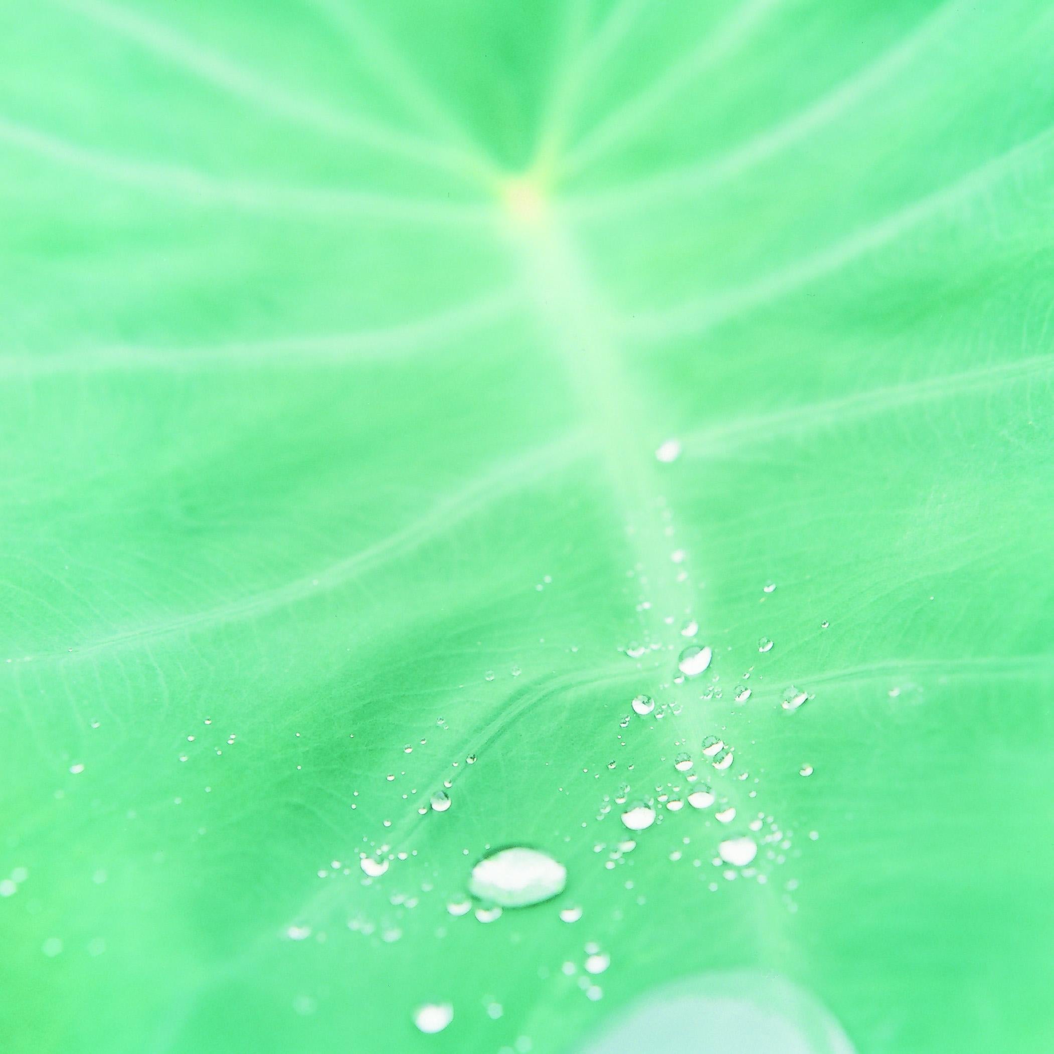 Untitled, from the series 
Cui Cui
