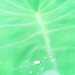 Untitled, from the series 
Cui Cui
