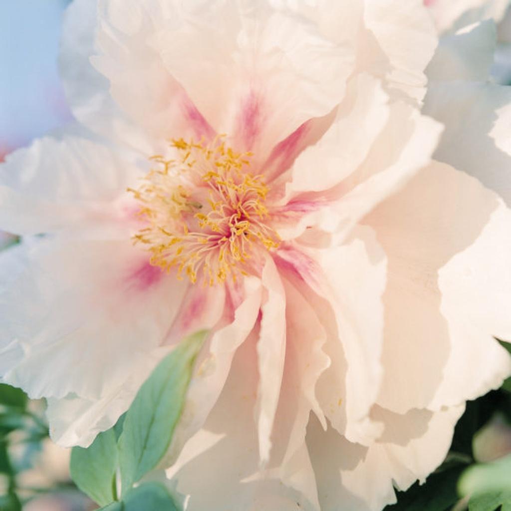 Rinko Kawauchi Color Photograph - Untitled, from the series 
Cui Cui
