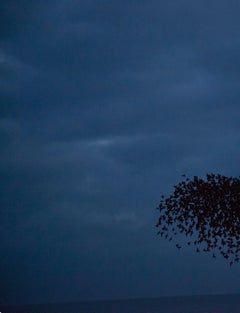 Ohne Titel, aus der Serie „Halo“