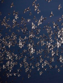 Senza titolo, dalla serie 'Halo'