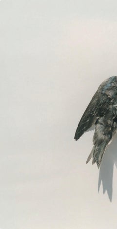 Sans titre, de la série "Illuminance" - Rinko Kawauchi