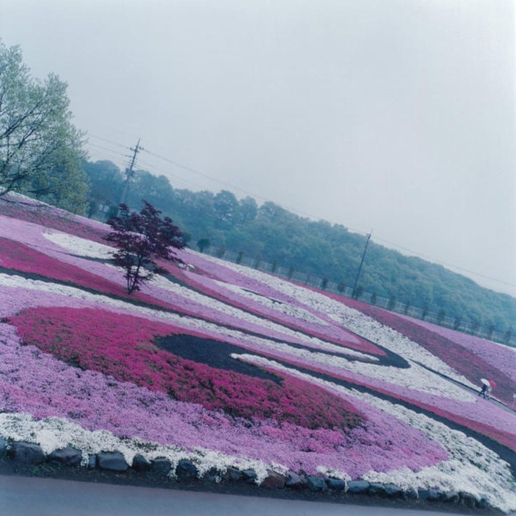 RINKO KAWAUCHI (*1972, Japan)
Untitled, from the series 
Illuminance

2009
Lambda print
Sheet 101.6 × 101.6 cm (40 x 40 in.)
Edition of 6
framed, Signed by the Artist

Reminiscent of Japanese photography of the 1960s Rinko Kawauchi’s work is the