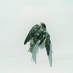 Sin título, de la serie "Iluminación" - Rinko Kawauchi