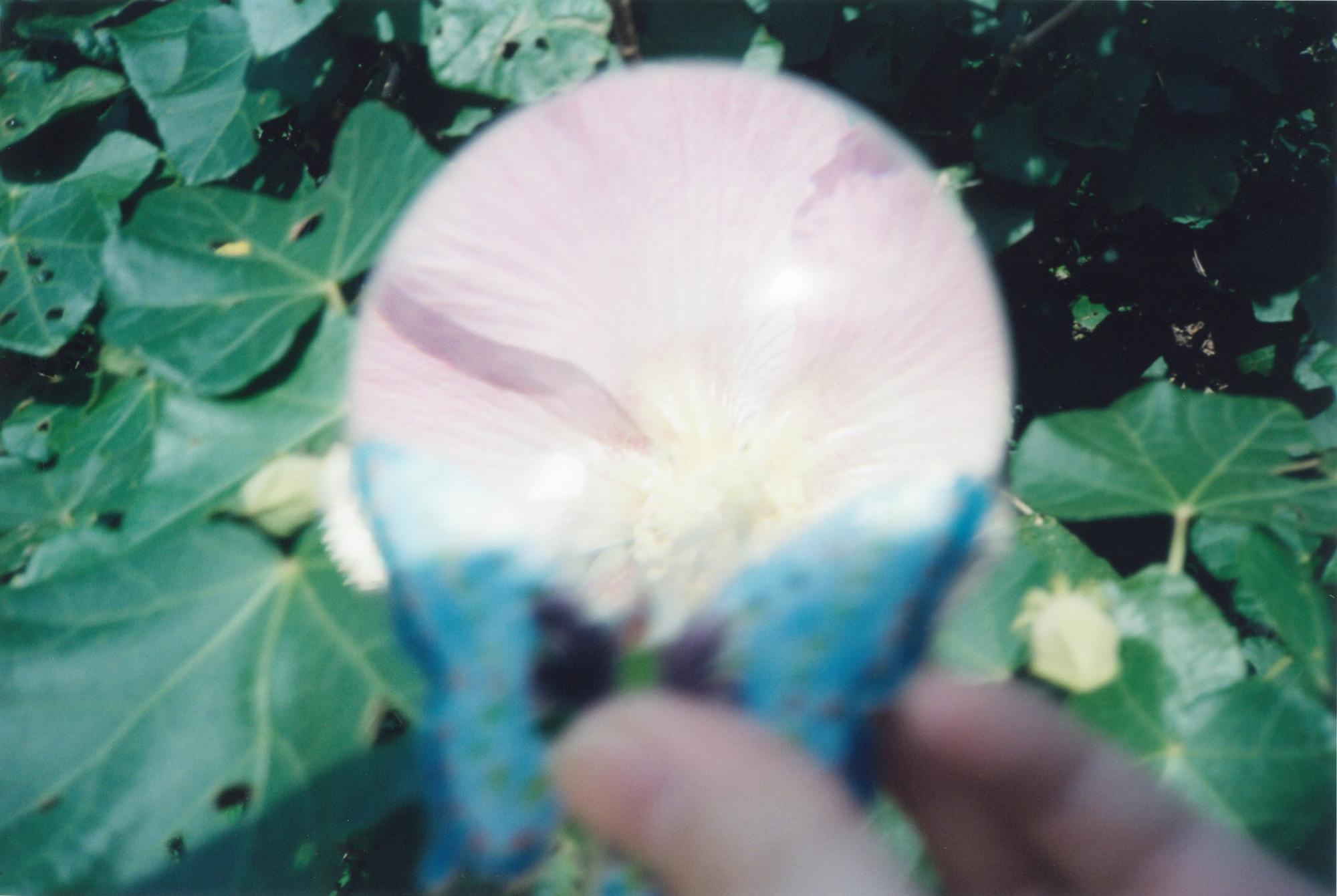 Rinko Kawauchi
Sin título, de la serie "Iluminación", 2009
C-print
Imagen 19,7 x 29,8 cm (7 3/4 x 11 3/4 pulg.)
Hoja 25,4 x 30,5 cm (10 x 12 pulg.)
Marco 26,5 x 31,5 x 2,5 cm ( 10 3/8 x 12 3/8 x 1 pulg.)
Edición de 6 (nº 1/6)

Con reminiscencias de