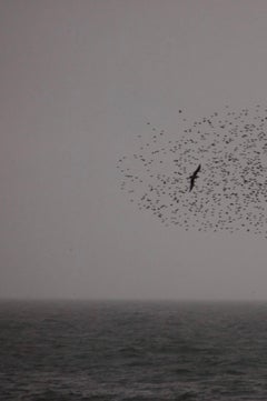 Untitled, from the series ‚ murmuration‘
