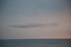 Untitled, from the series ‚ murmuration‘
