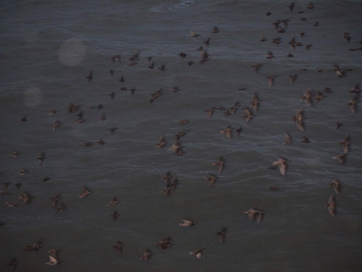 Untitled, from the series ‚ murmuration‘