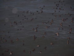 Untitled, from the series ‚ murmuration‘