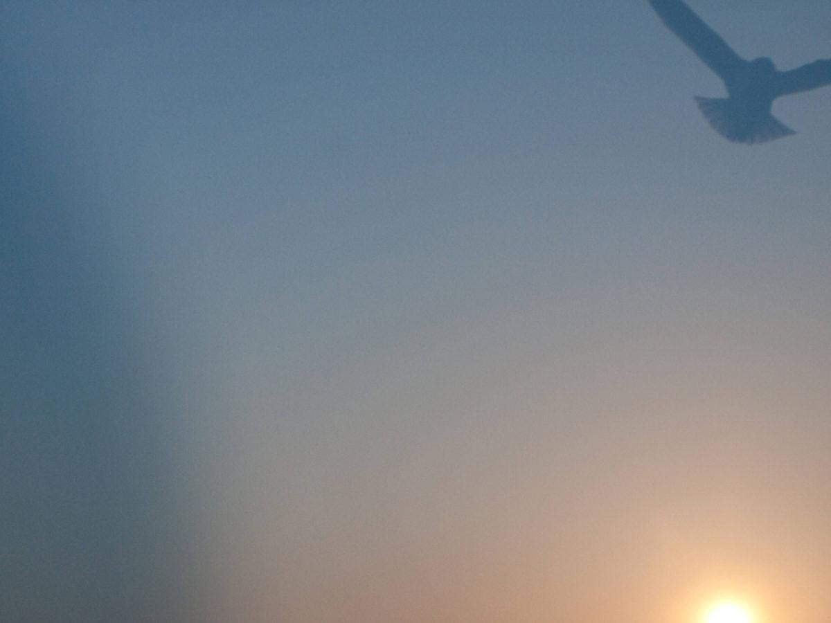 Untitled, from the series ‚ murmuration‘