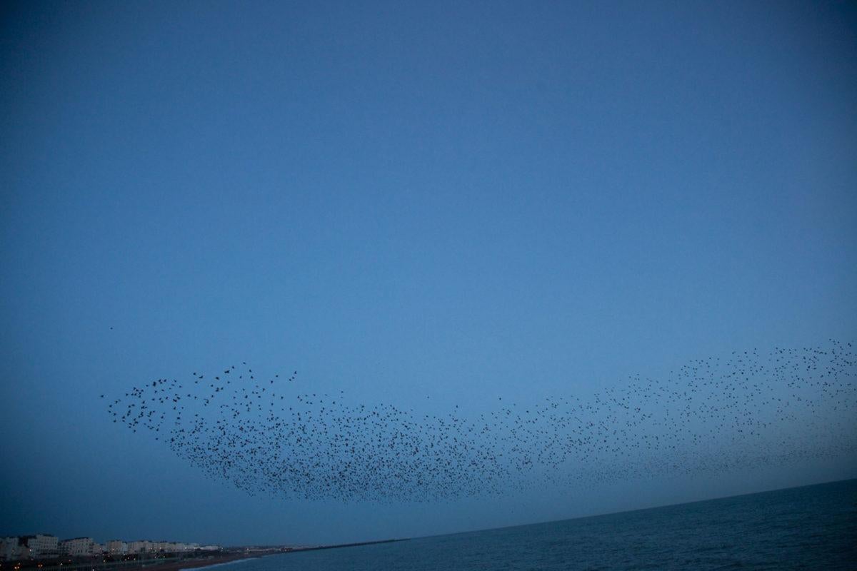 Untitled, from the series ‚ murmuration‘