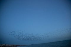 Untitled, from the series ‚ murmuration‘