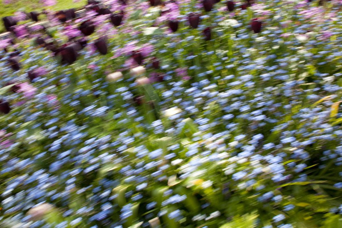 Untitled, from the series ‚ murmuration‘