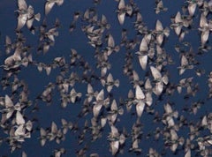 Ohne Titel, aus der Serie ''Halo'' - Rinko Kawauchi, Vögel, Dunkelblau, Menschenmenge, Himmel