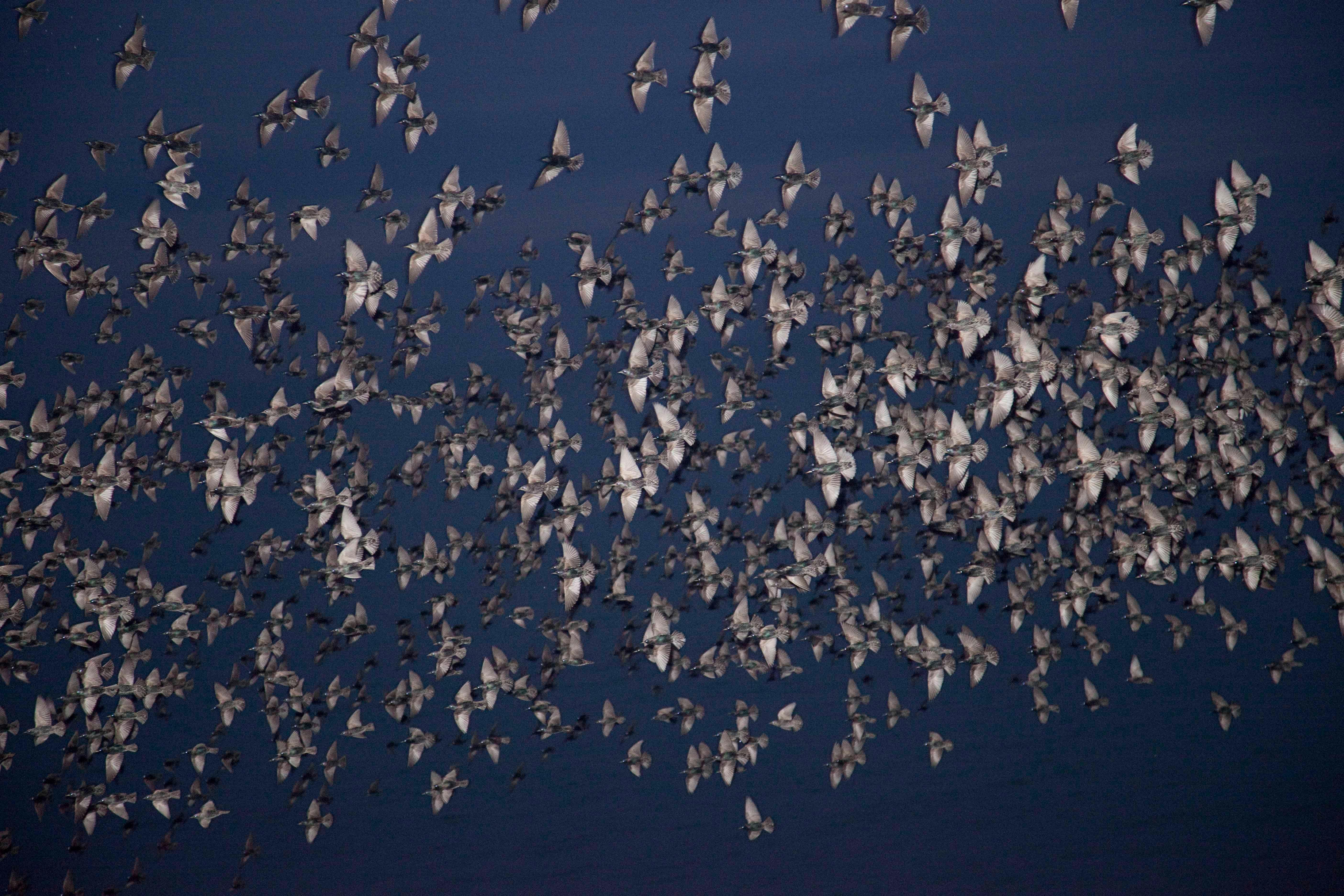 Sans titre, de la série ''Halo'' - Rinko Kawauchi, Oiseaux, Bleu foncé, Foule, Ciel