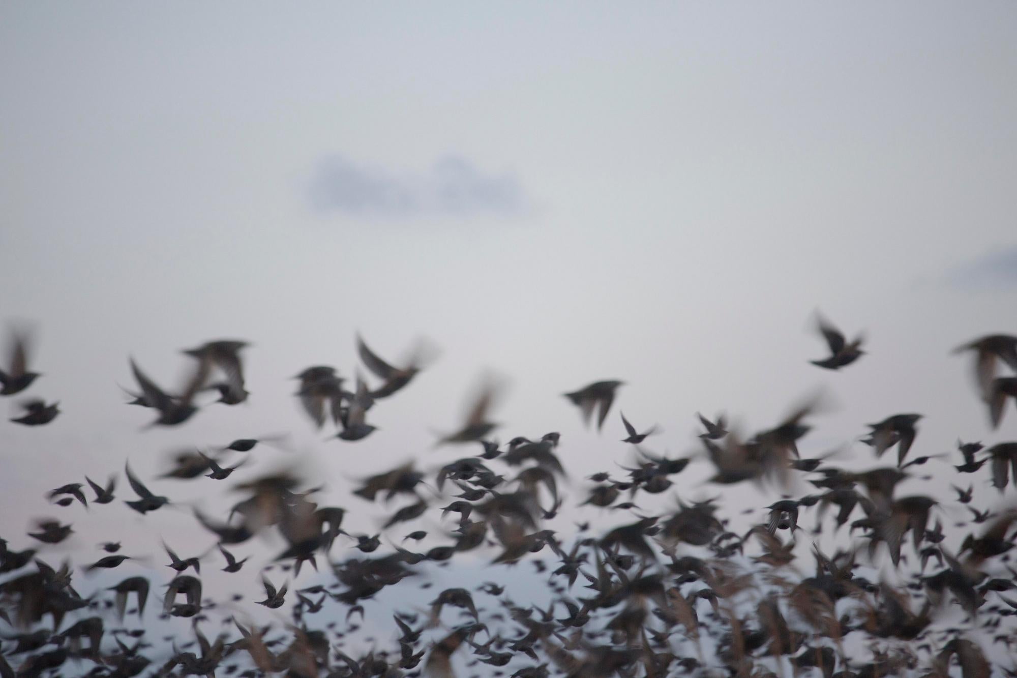 Ohne Titel, aus der Serie 'Halo' - Rinko Kawauchi, Vögel, Menschenmenge, Himmel, Tiere