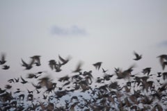 Untitled, from the series 'Halo' – Rinko Kawauchi, Birds, Crowd, Sky, Animals