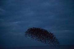 Ohne Titel, aus der Serie ''Halo'' - Rinko Kawauchi, Vögel, Menschenmenge, Himmel, Tiere