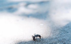 Sans titre, de la série "Semear