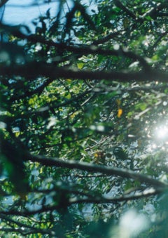 Ohne Titel, aus der Serie 'Semear'