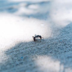 Senza titolo, dalla serie 
Semear
.