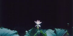 Untitled, from the series 'the eyes, the ears'
