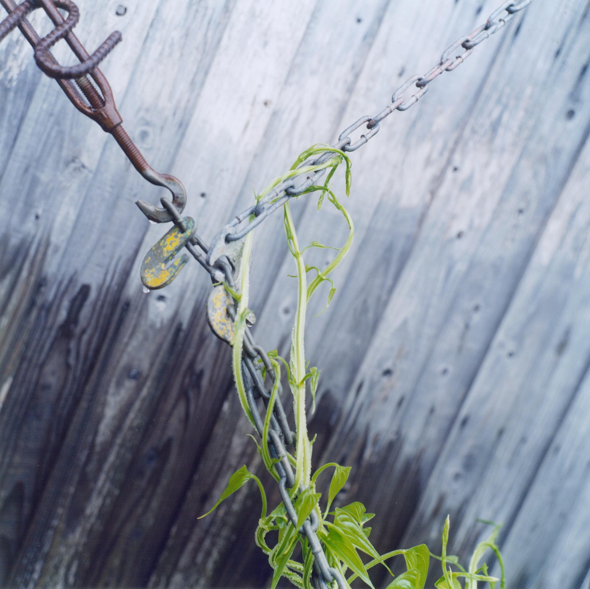 Untitled, from the series 
the eyes, the ears
