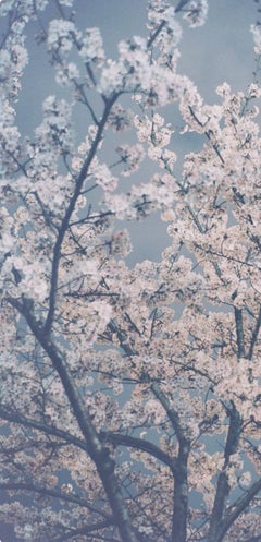 Untitled, from the series 'The river embraced me'