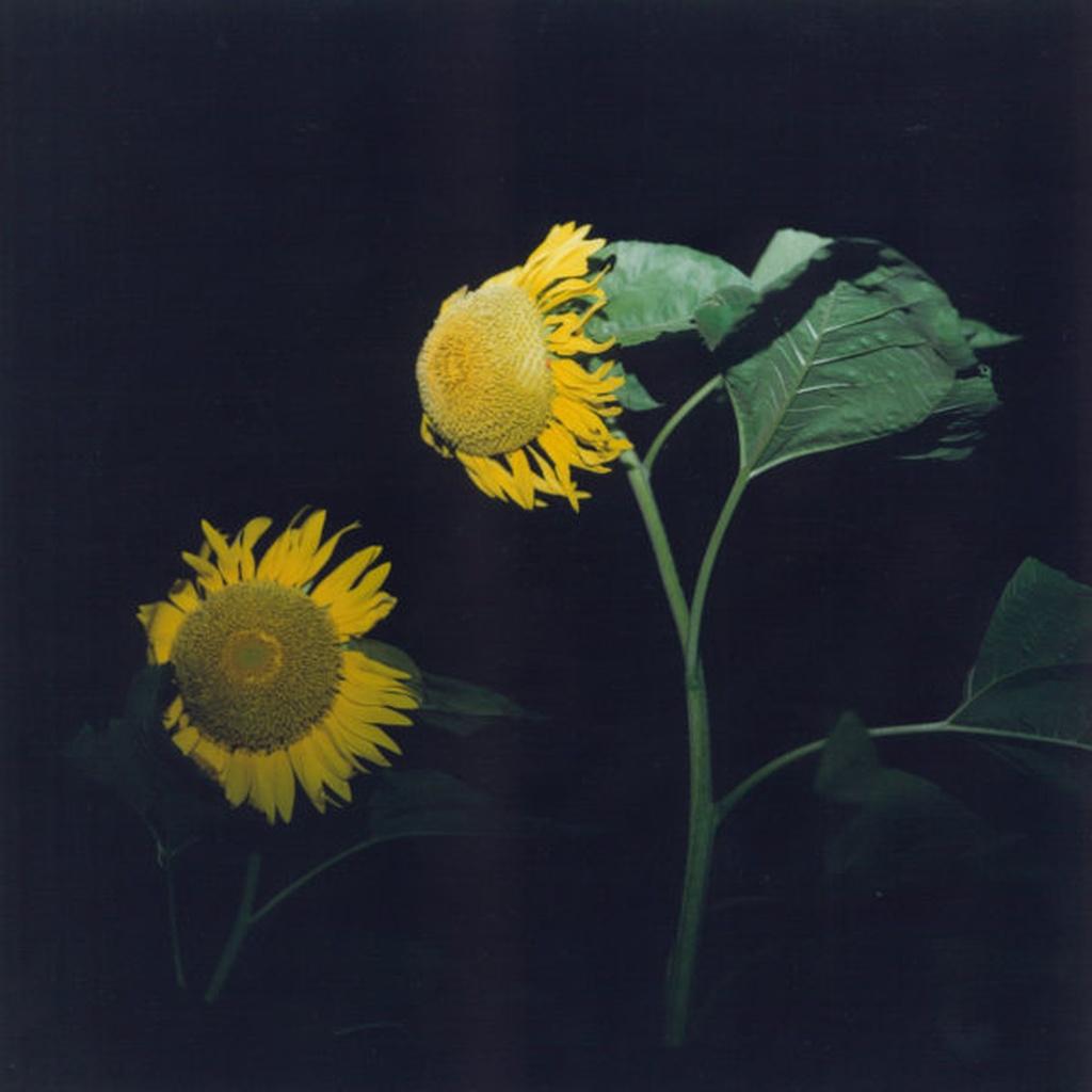 Untitled, from the series
Utatane