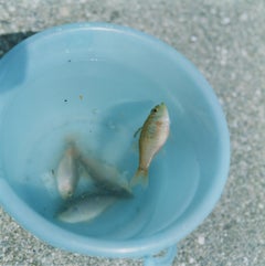 Sin título, de la serie "Utatane" - Rinko Kawauchi, Japonés, Pescado, Comida