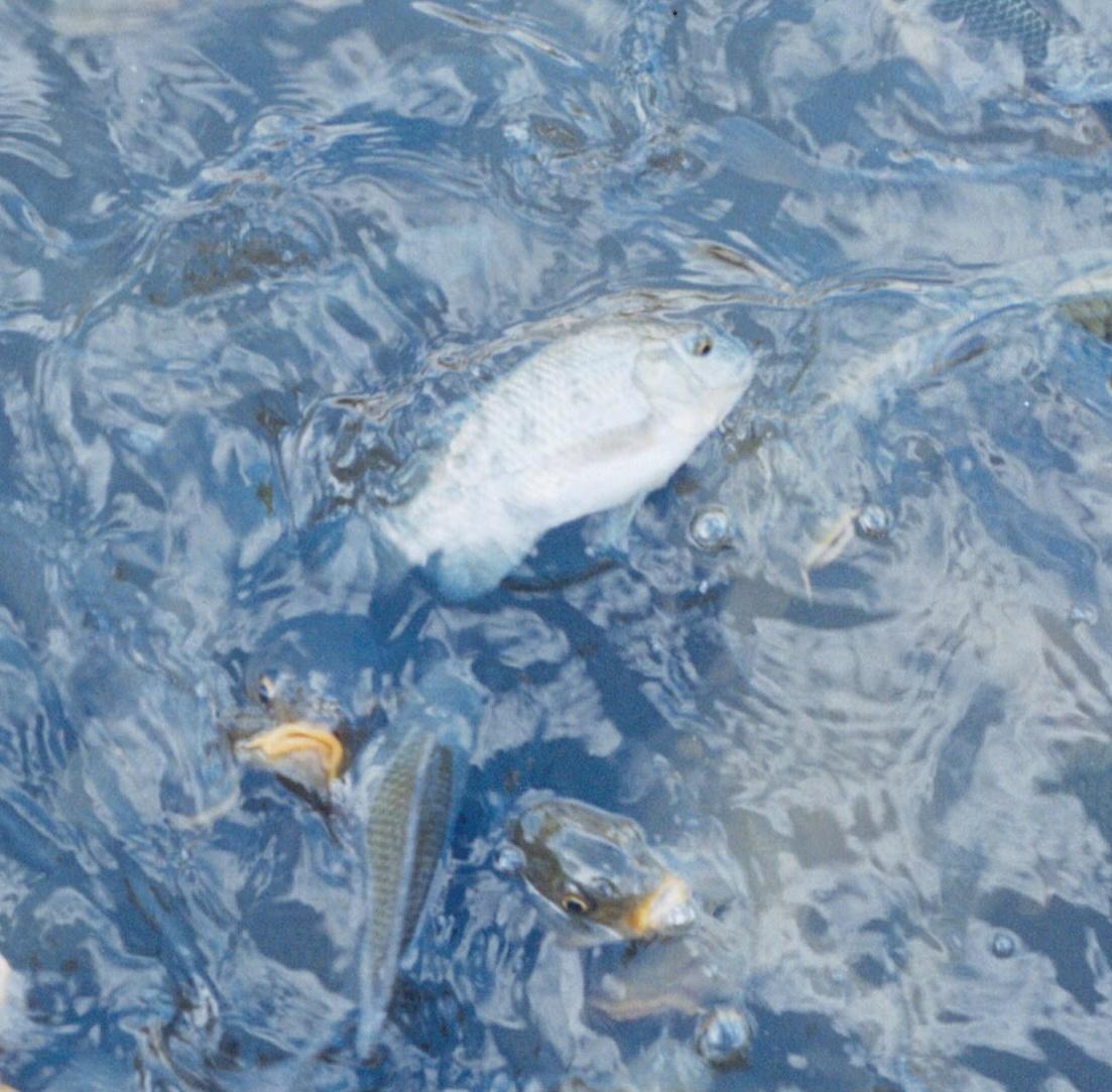 Sans titre, de la série « Utatane » - Rinko Kawauchi, Japon, poisson, eau en vente 1
