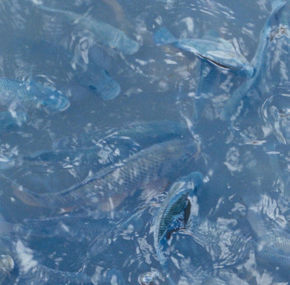Sans titre, de la série « Utatane » - Rinko Kawauchi, Japon, poisson, eau en vente 2