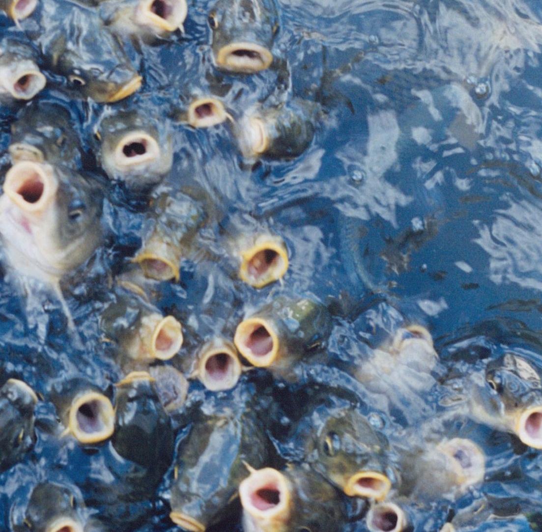 Untitled, from the series 'Utatane' – Rinko Kawauchi, Japanese, Fish, Water For Sale 1