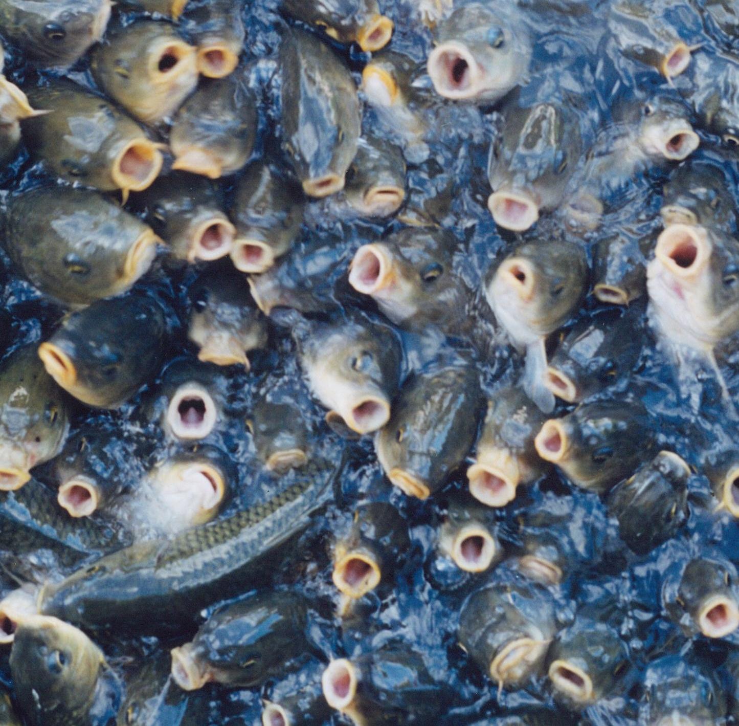 Untitled, from the series 'Utatane' – Rinko Kawauchi, Japanese, Fish, Water For Sale 2